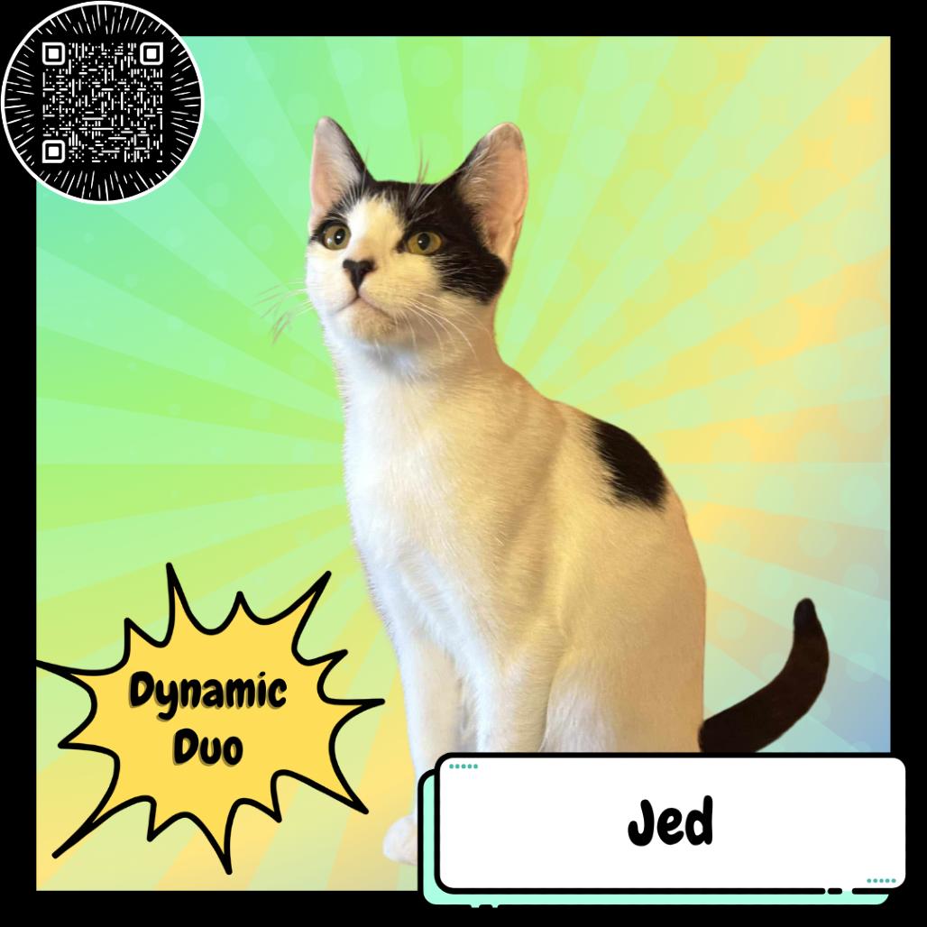 Jed Clampett, Adoptable, Young Male Domestic Short Hair.