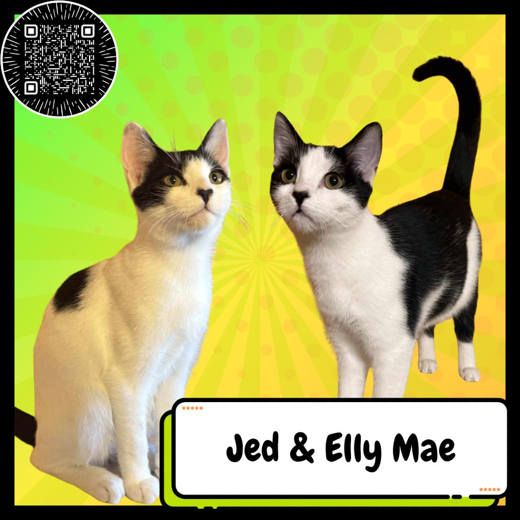 Jed Clampett, a Adoptable Domestic Short Hair in Suisun City, CA image 2/4