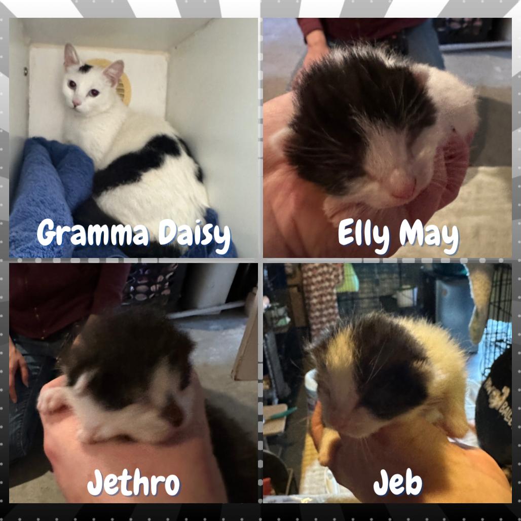 Jed Clampett, a Adoptable Domestic Short Hair in Suisun City, CA image 4/4