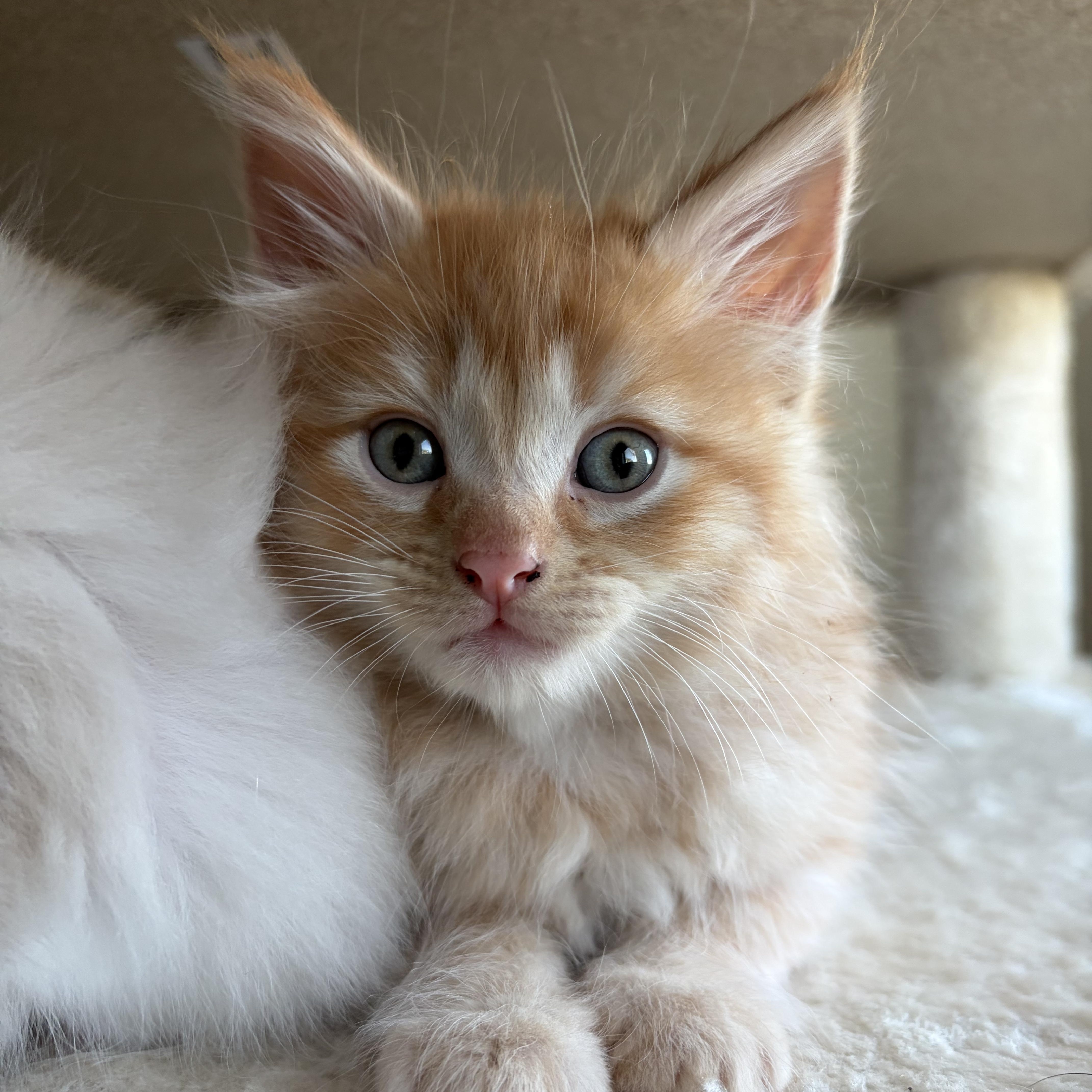 Blaze, an adopted mixed breed in Wilton, CA image 2/6