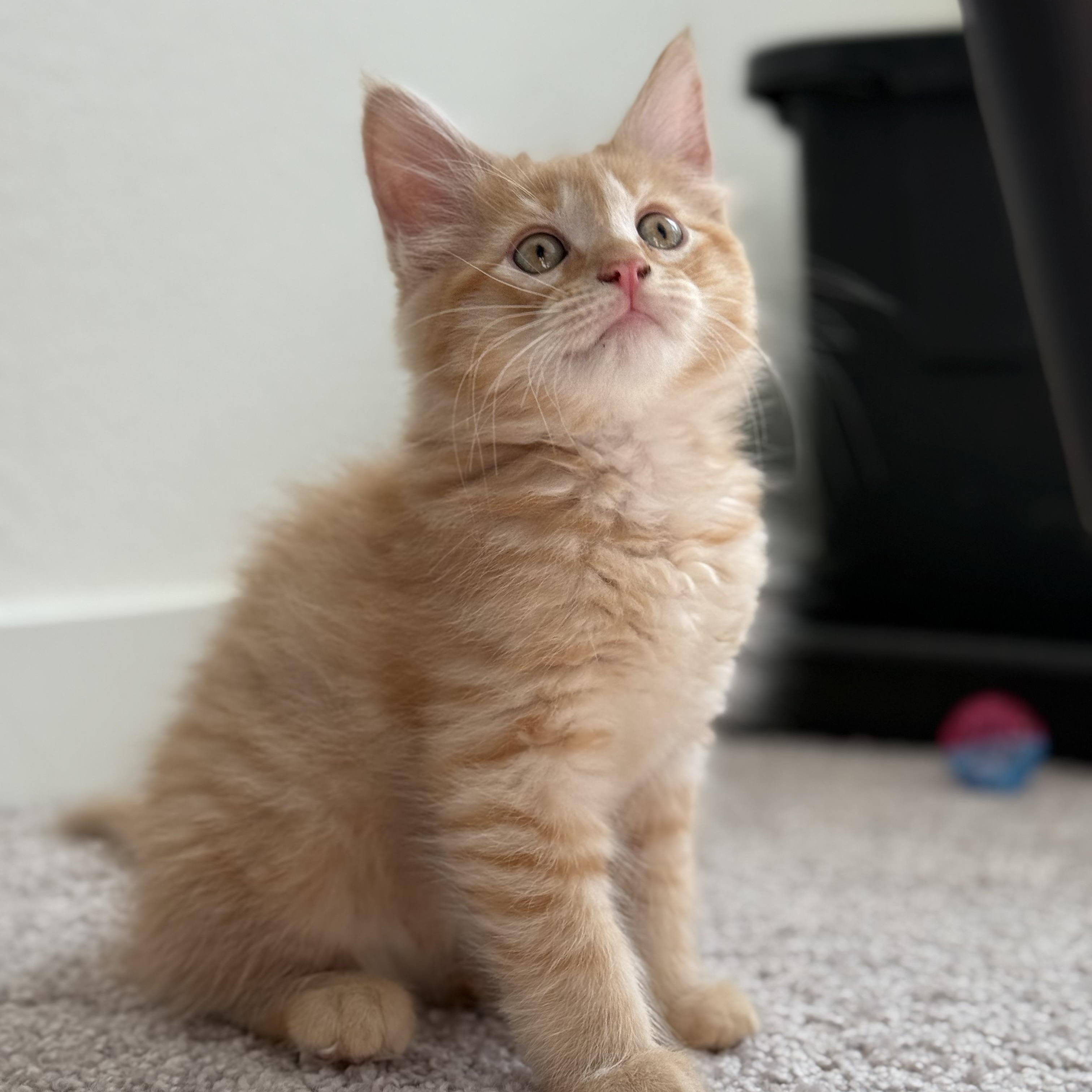 Blaze, adopted, Kitten Male Domestic Long Hair.