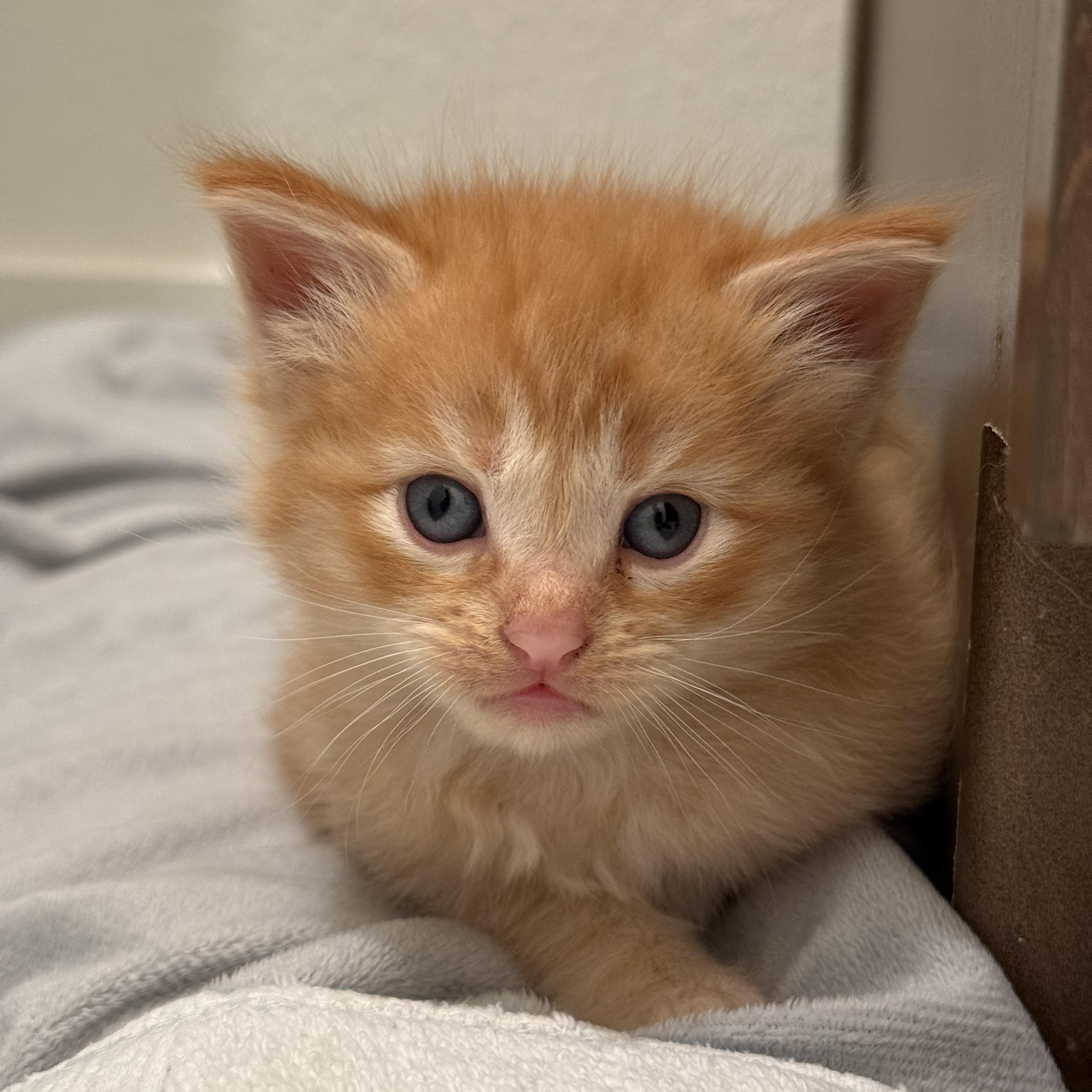 Blaze, an adopted mixed breed in Wilton, CA image 4/6