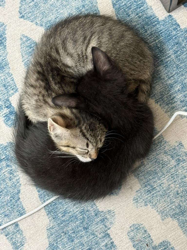 Enlarge Honey, an adopted Domestic Short Hair in Fort Worth, TX image 4/6