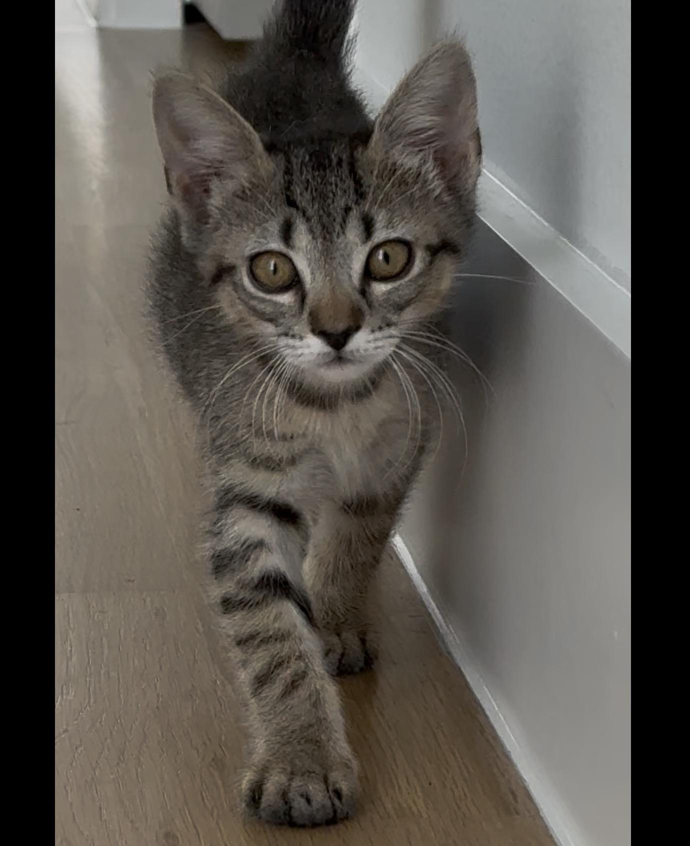 Enlarge Honey, an adopted Domestic Short Hair in Fort Worth, TX image 5/6