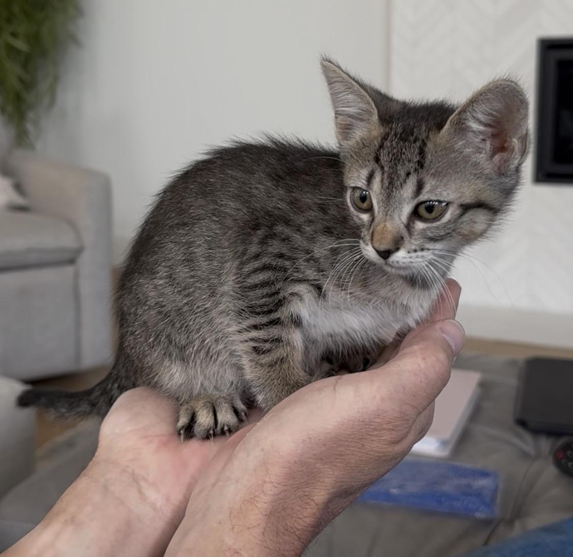 Enlarge Honey, an adopted Domestic Short Hair in Fort Worth, TX image 2/6