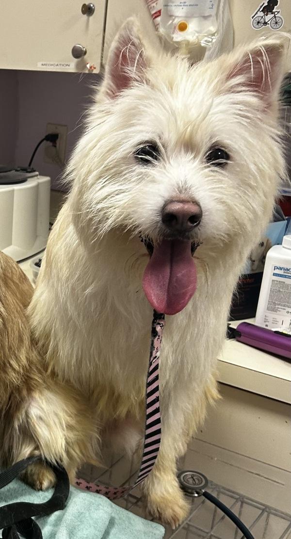 Benji, a Adoptable mixed breed in Oakland, NJ image 1/4