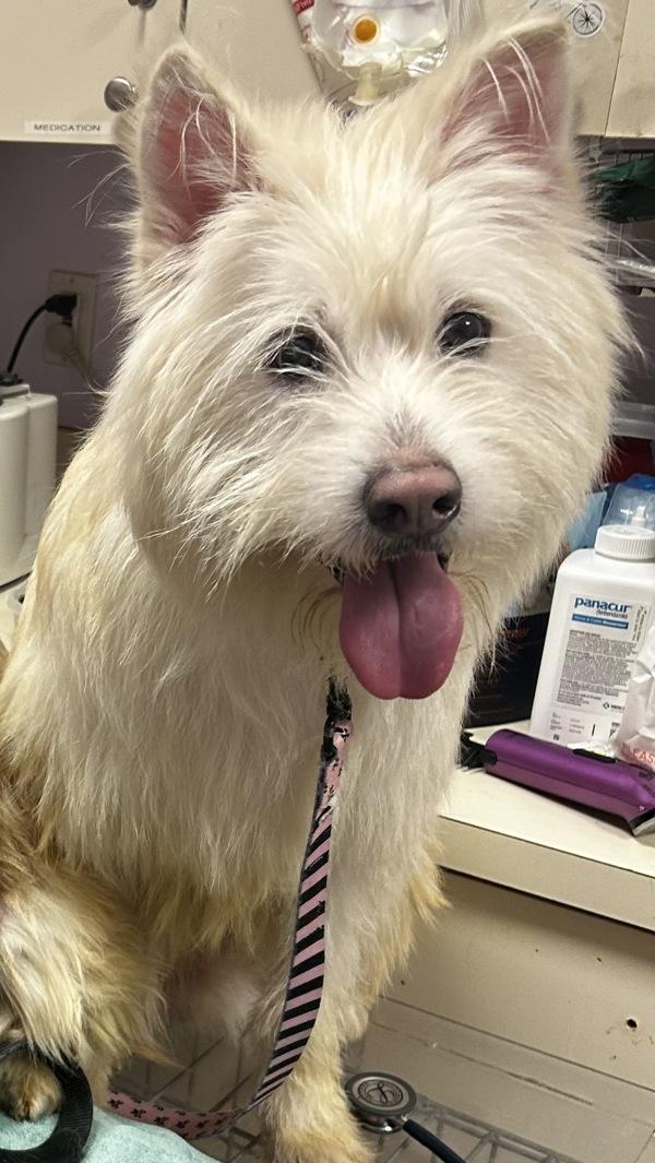 Benji, a Adoptable mixed breed in Oakland, NJ image 2/4