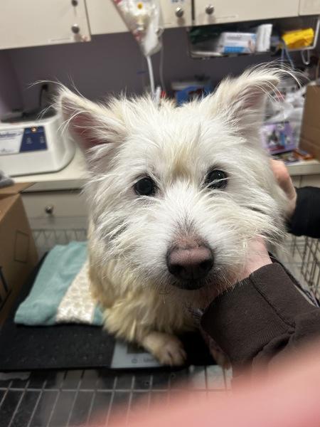 Benji, a Adoptable mixed breed in Oakland, NJ image 4/4