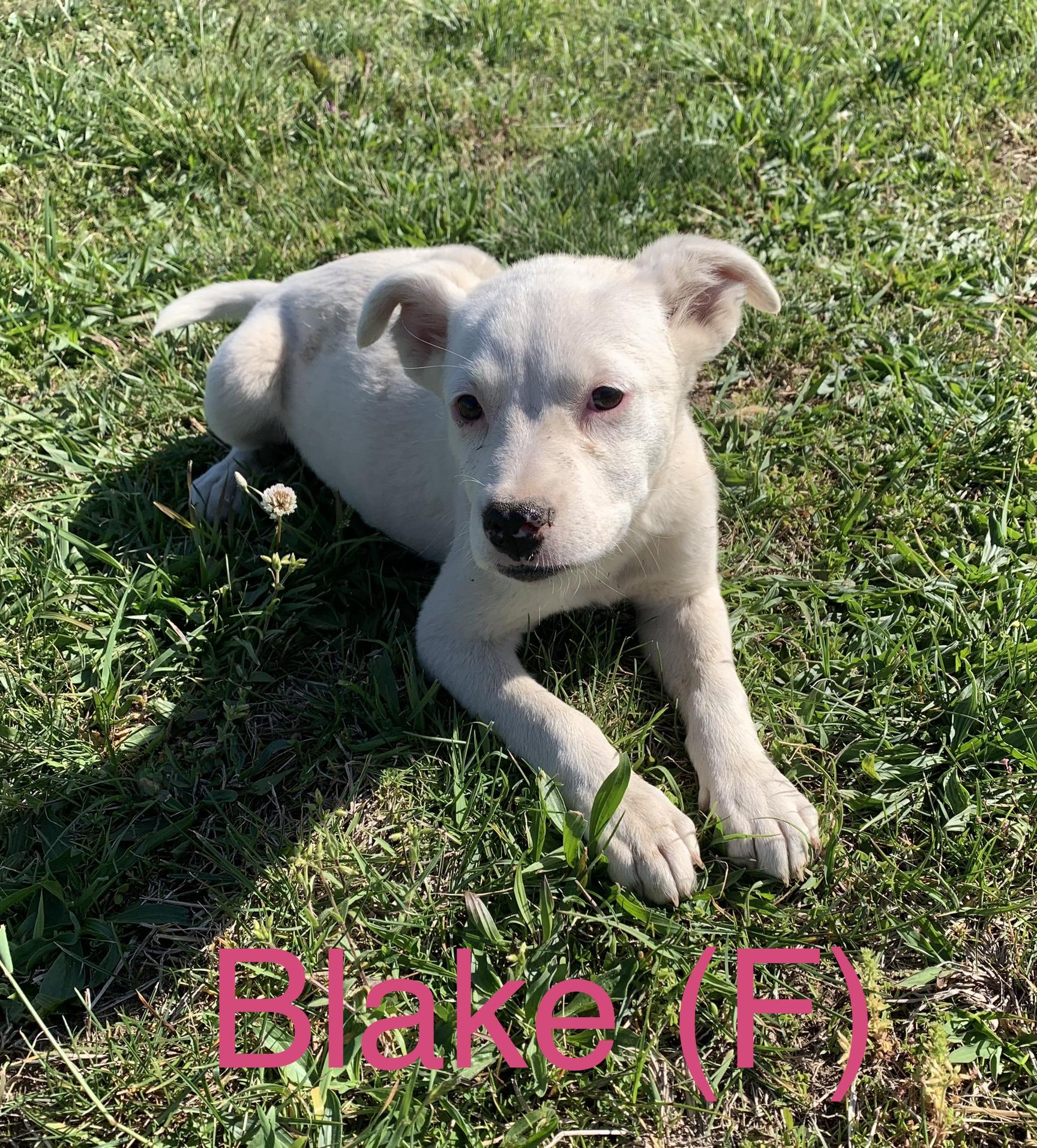 Blake, ADOPTABLE, Puppy Female Labrador Retriever.