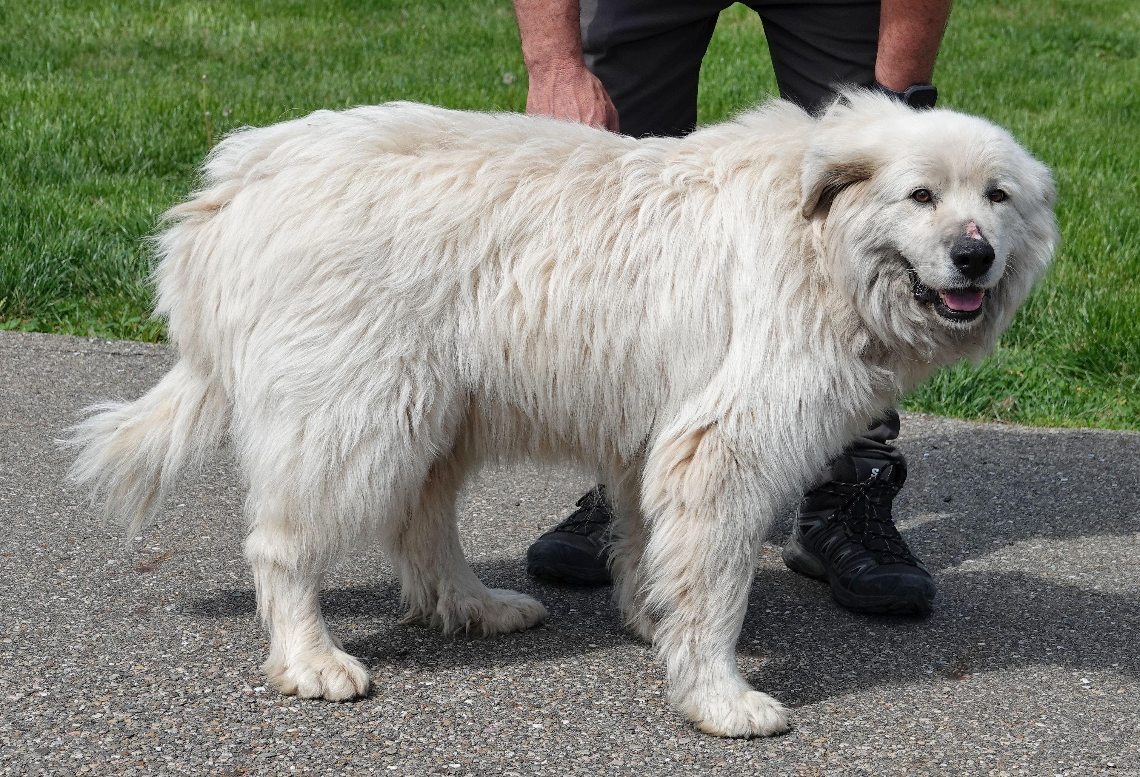 Enlarge Birdie - CLAIMED BY OWNER, an adopted Great Pyrenees in Millfield, OH image 3/3