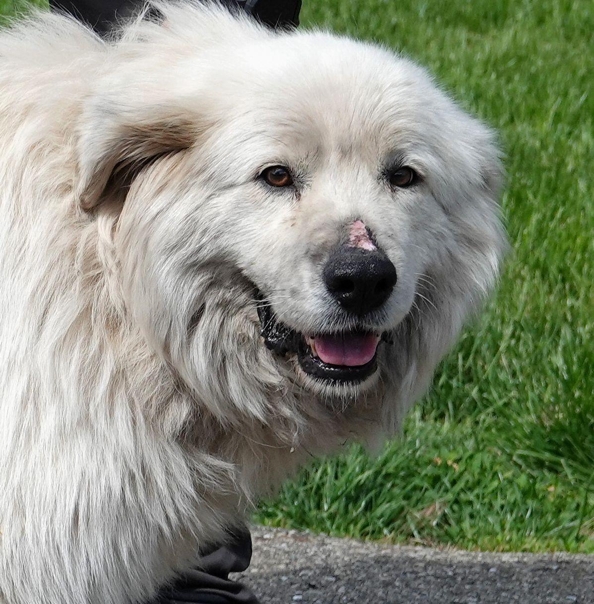Birdie - CLAIMED BY OWNER, adopted, Senior Female Great Pyrenees.