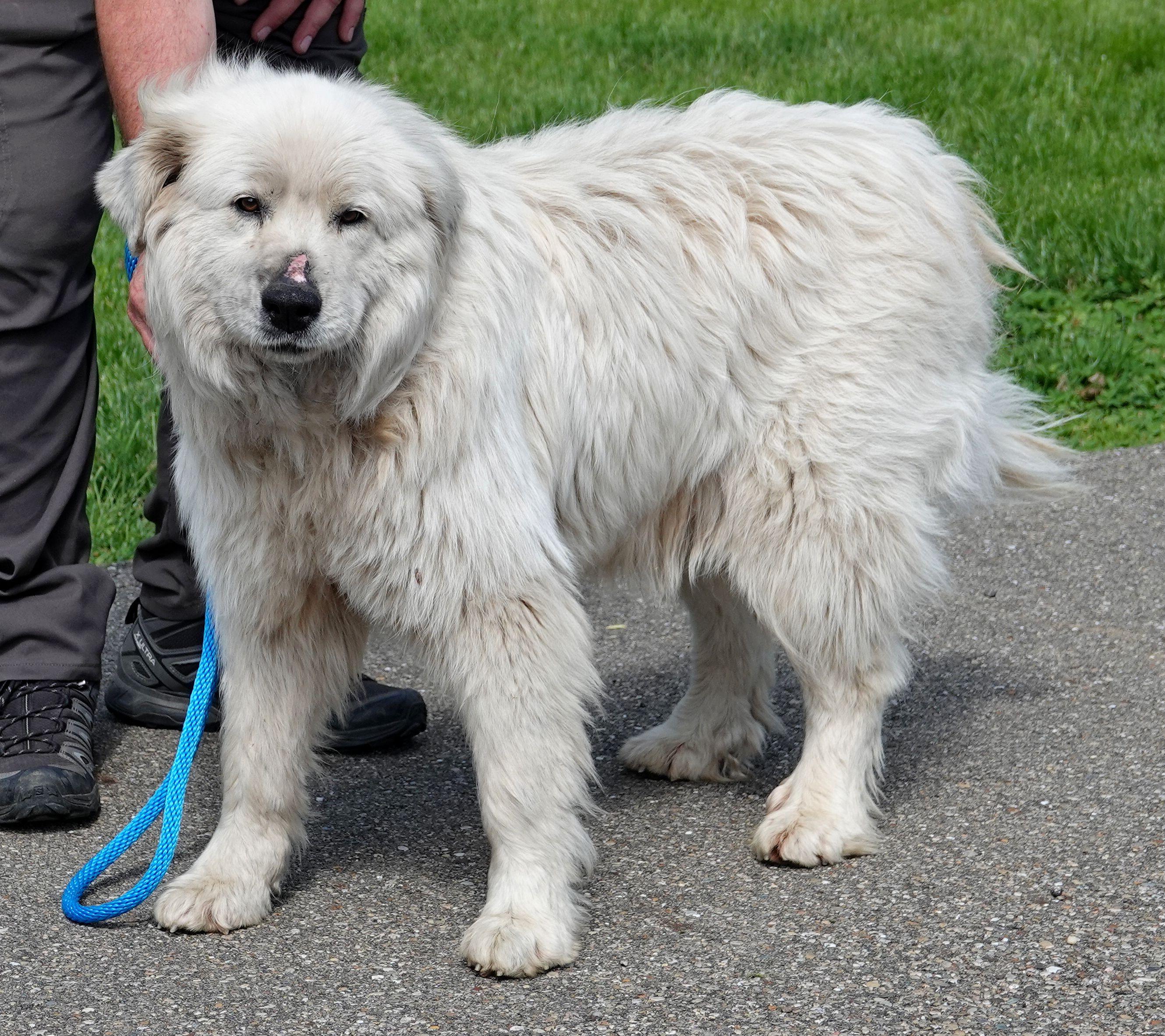 Enlarge Birdie - CLAIMED BY OWNER, an adopted Great Pyrenees in Millfield, OH image 2/3