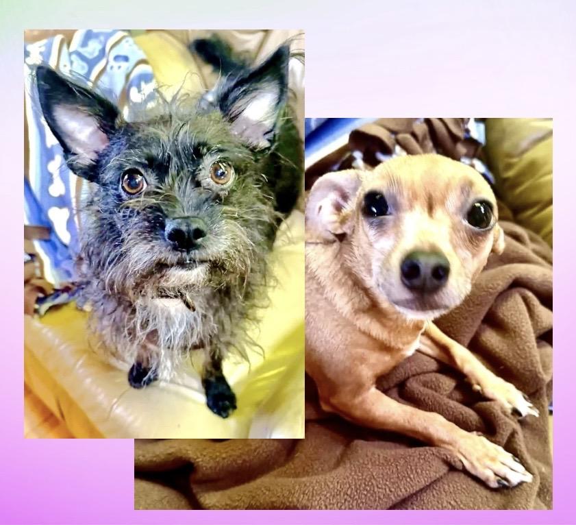 Sweetie & Margie (bonded), ADOPTABLE, Adult Female Chihuahua.