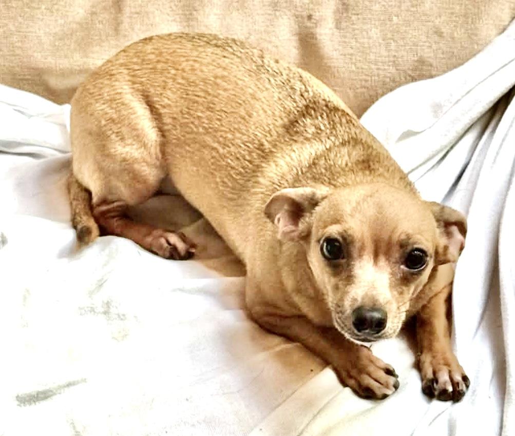 Sweetie & Margie (bonded), a ADOPTABLE mixed breed in Westfield, NY image 5/6