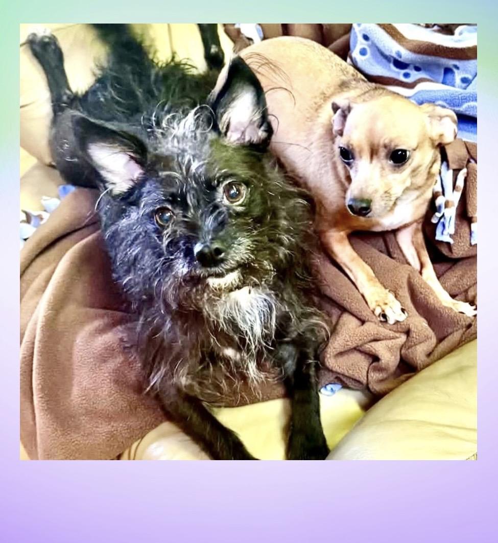 Sweetie & Margie (bonded), a ADOPTABLE mixed breed in Westfield, NY image 2/6