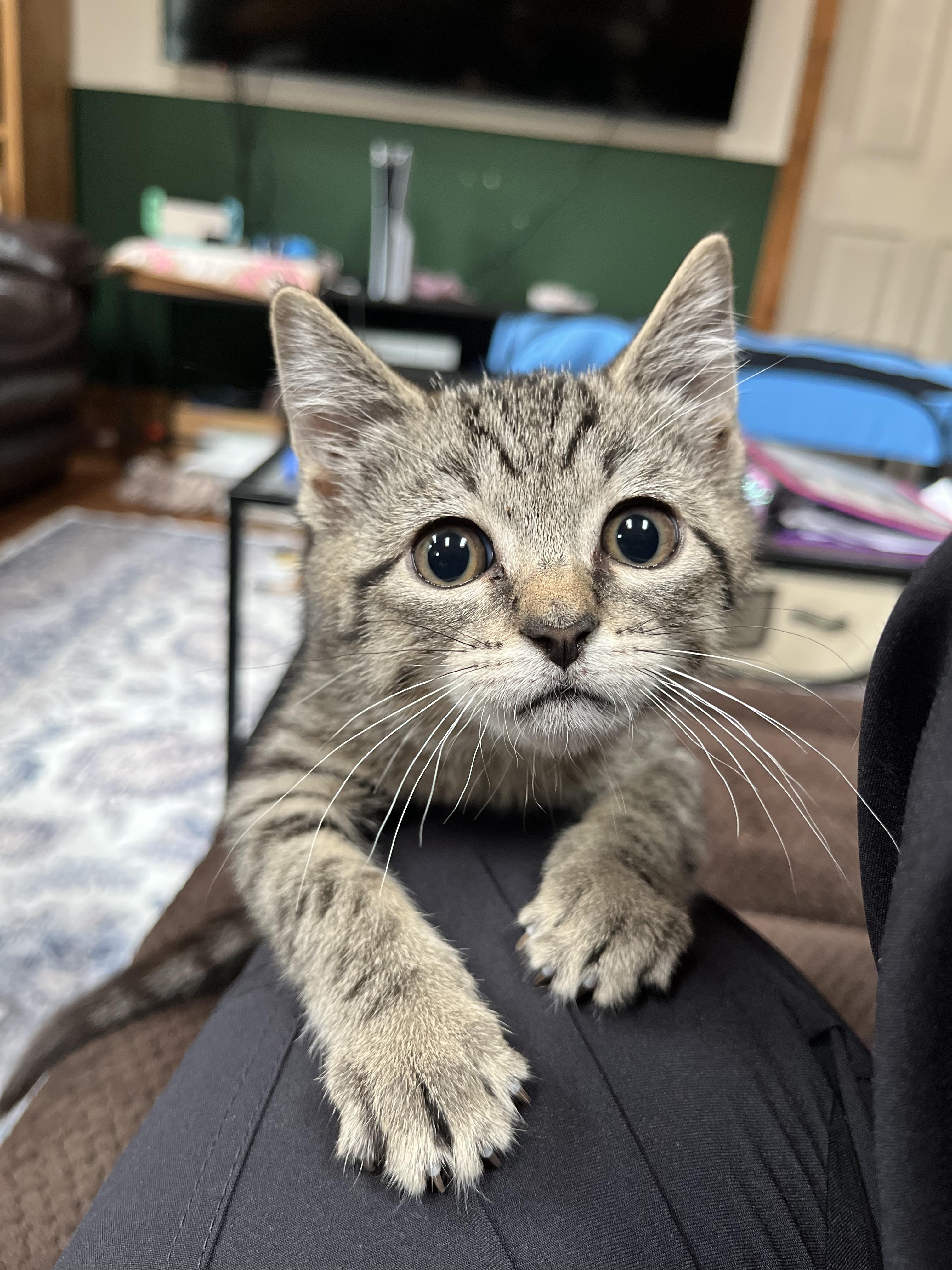 Clementine Domestic Short Hair Cat