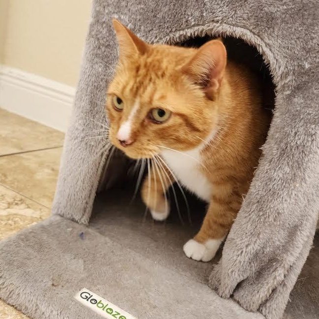 Guero, a Adoptable Domestic Short Hair in Salem, NH image 3/6