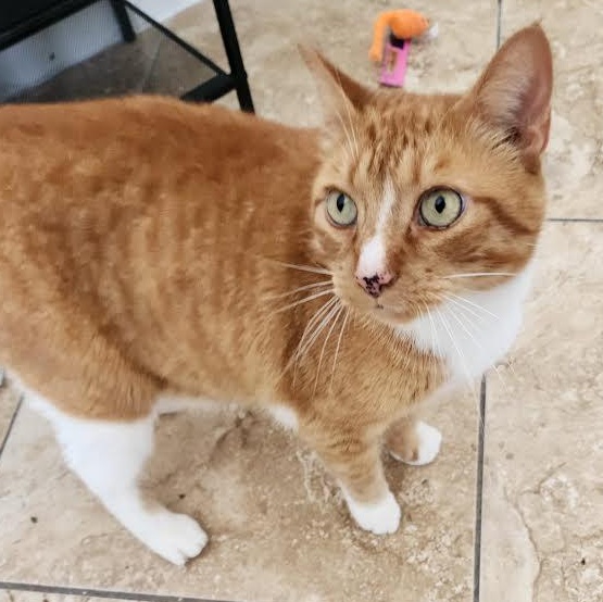 Guero, a Adoptable Domestic Short Hair in Salem, NH image 5/6