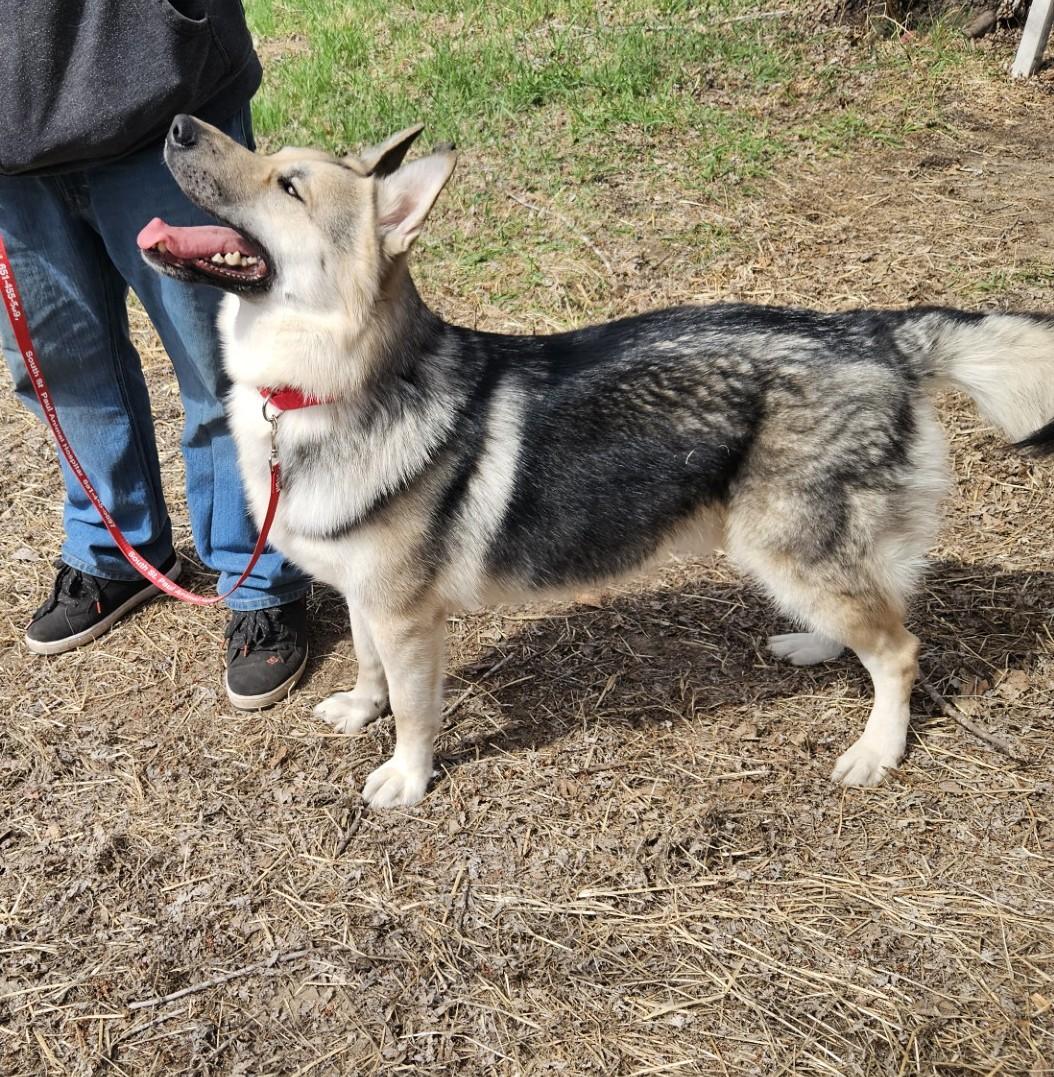 King-I24066, a Adoptable German Shepherd Dog in Anoka, MN image 1/4