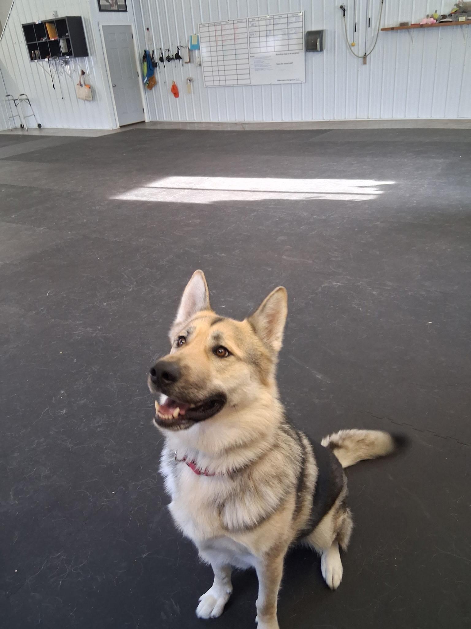 King-I24066, a Adoptable German Shepherd Dog in Anoka, MN image 2/5