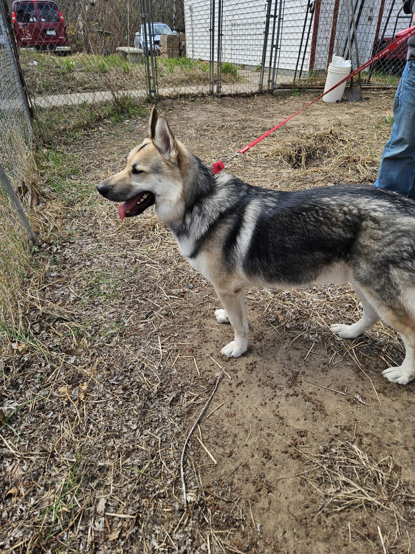King-I24066, a Adoptable German Shepherd Dog in Anoka, MN image 2/4