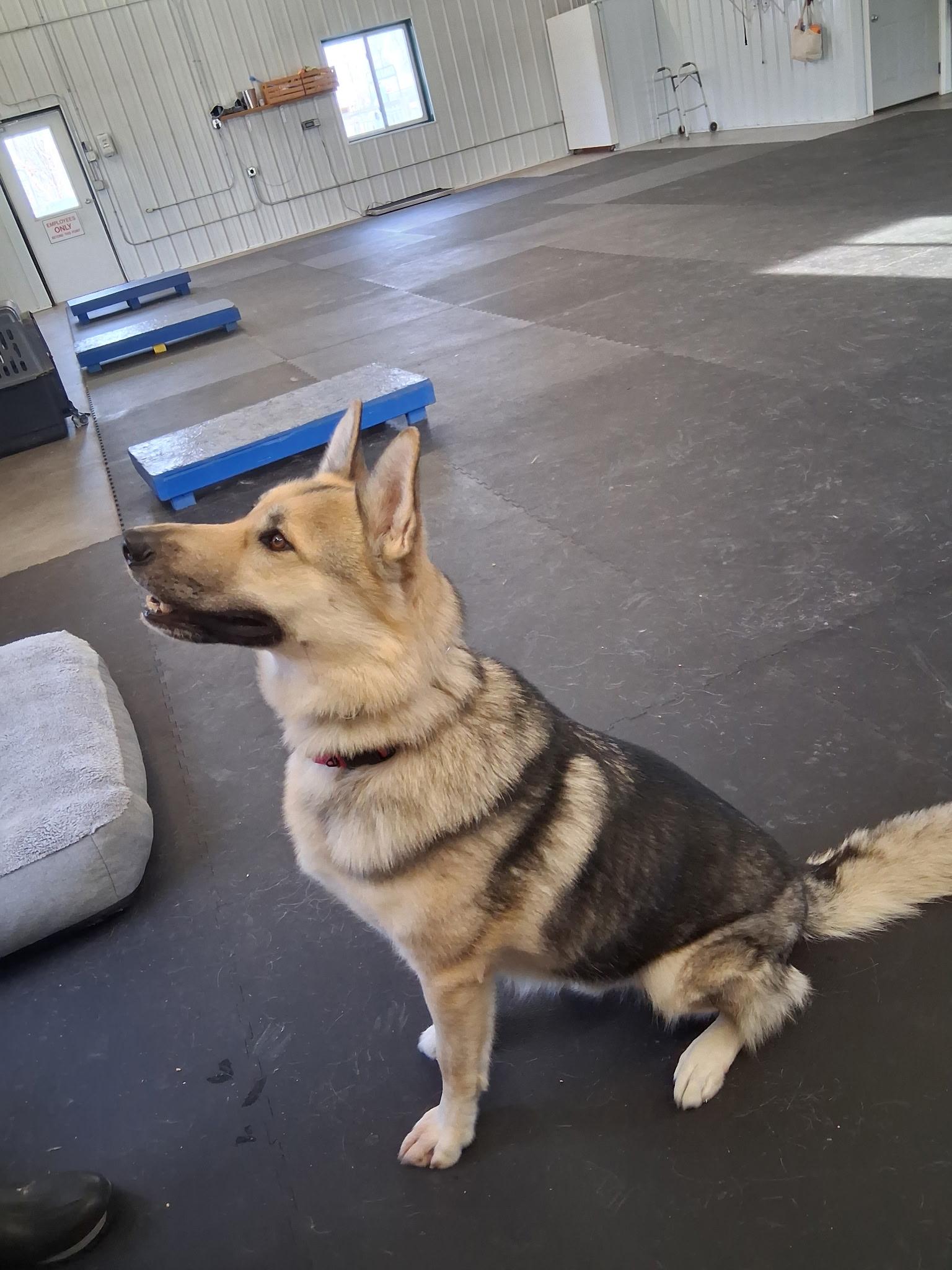 King-I24066, a Adoptable German Shepherd Dog in Anoka, MN image 1/5