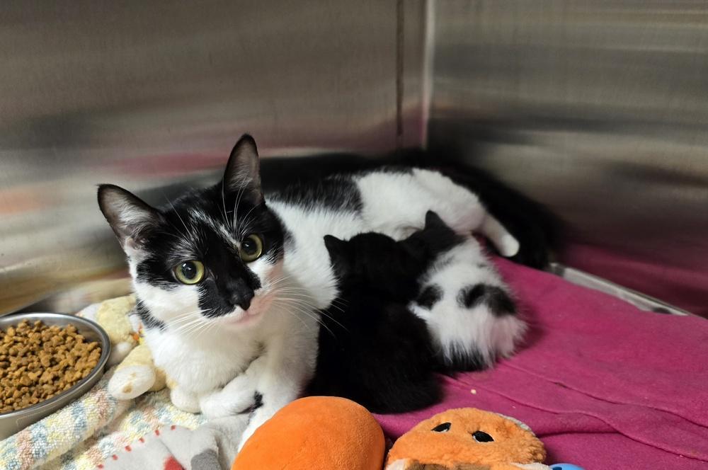 Marina, Adopted, Adult Female Domestic Short Hair.