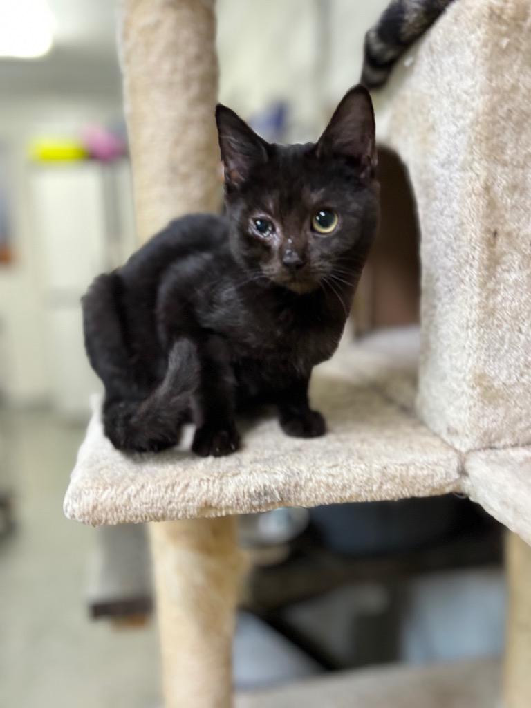 Cupcake, Adoptable, Young Male Domestic Short Hair.