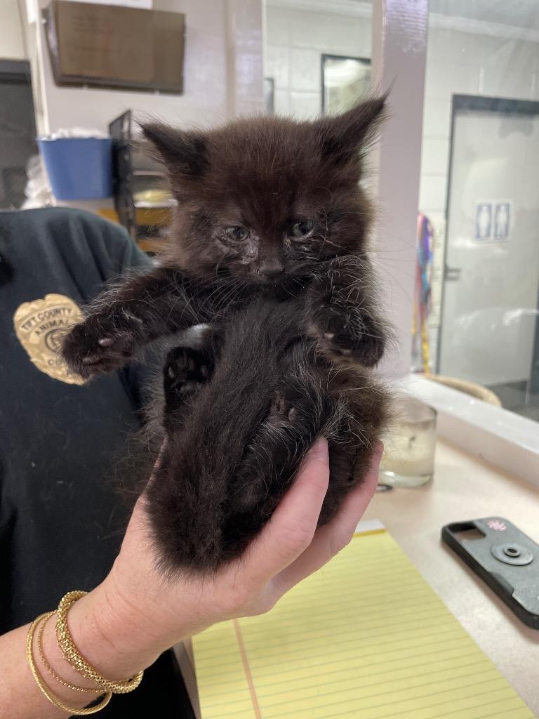 Cupcake, Adoptable, Young Male Domestic Short Hair.