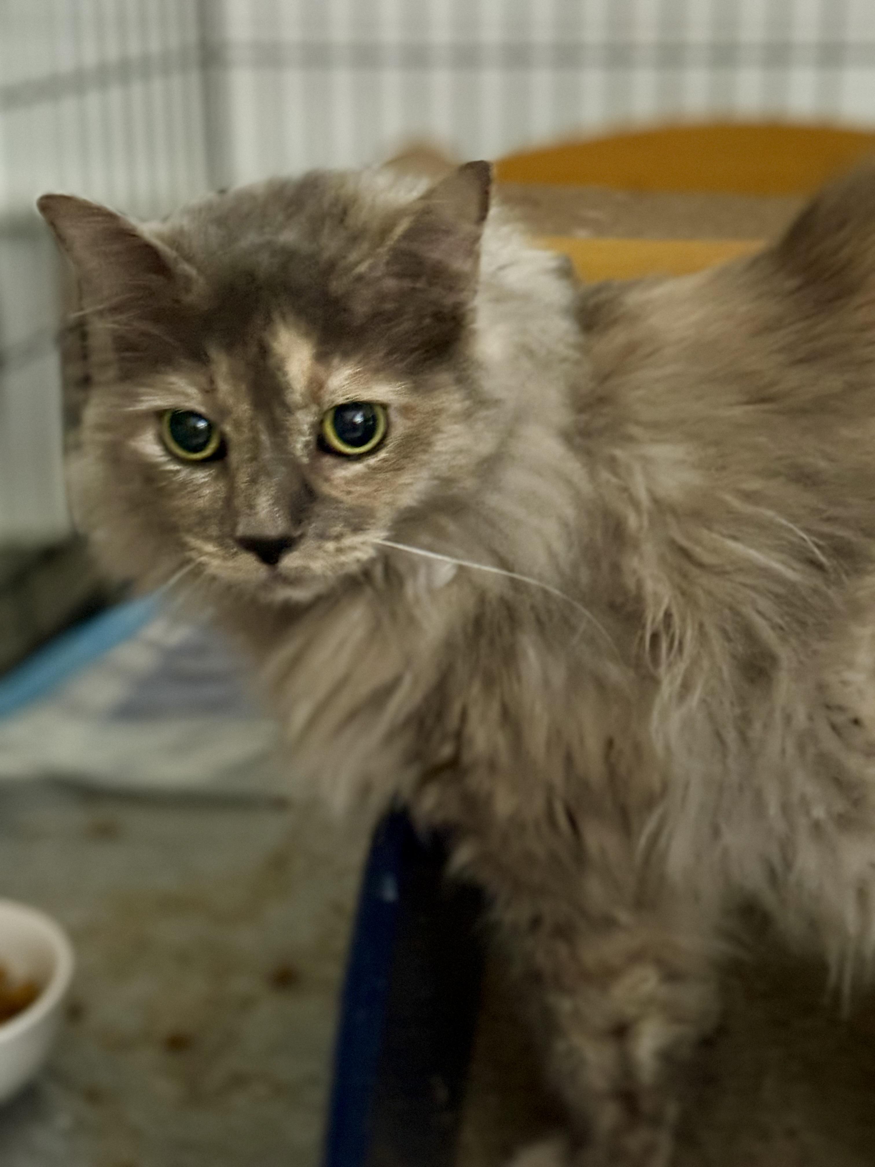Enlarge Marina, a ADOPTABLE Domestic Long Hair in Johnson City, TN image 4/4