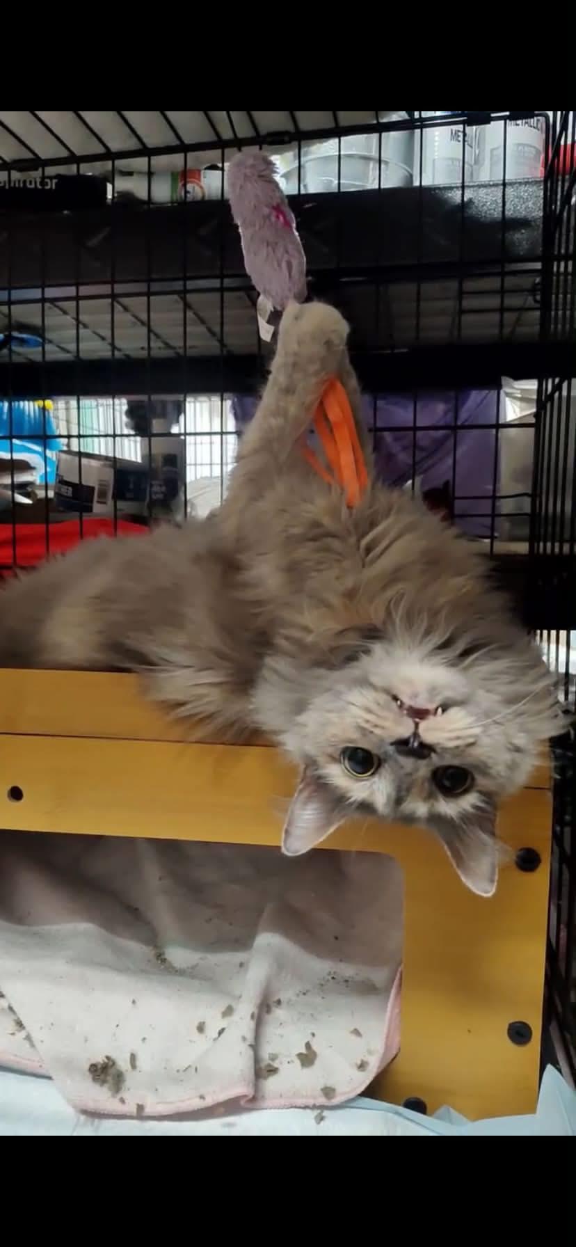 Enlarge Marina, a ADOPTABLE Domestic Long Hair in Johnson City, TN image 3/3