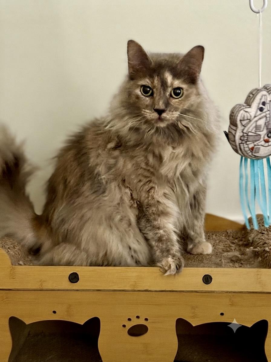 Marina, ADOPTABLE, Adult Female Domestic Long Hair.