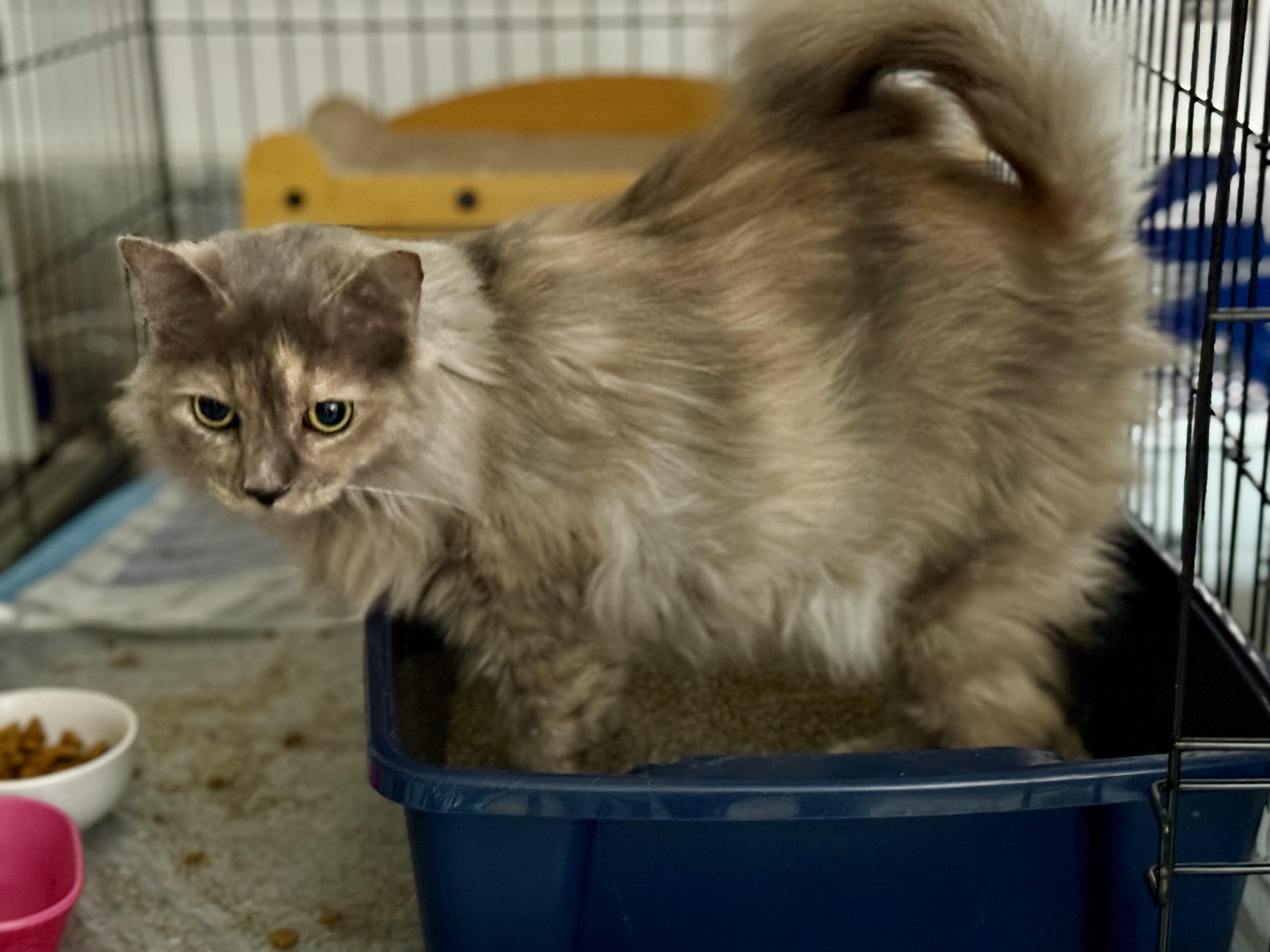 Enlarge Marina, a ADOPTABLE Domestic Long Hair in Johnson City, TN image 3/4