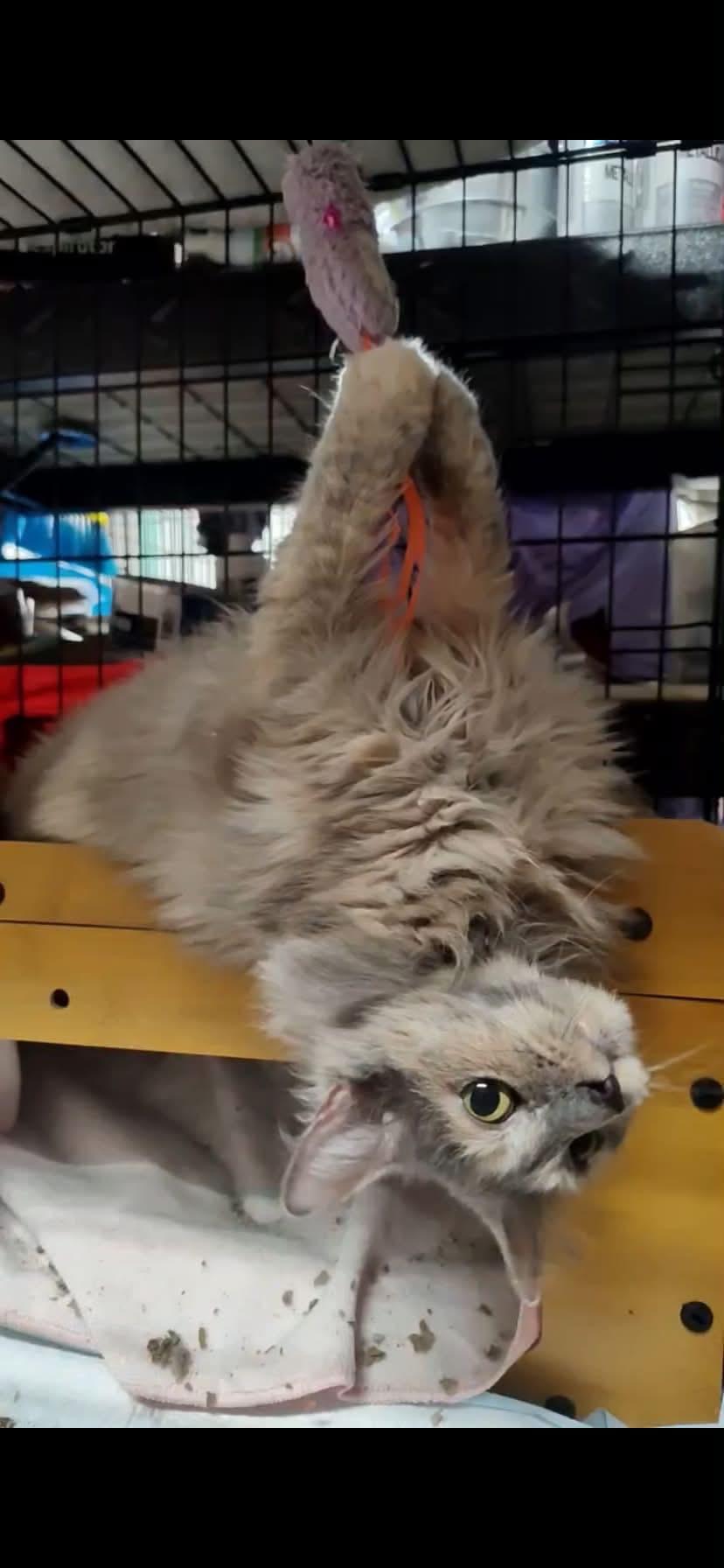 Enlarge Marina, a ADOPTABLE Domestic Long Hair in Johnson City, TN image 2/3