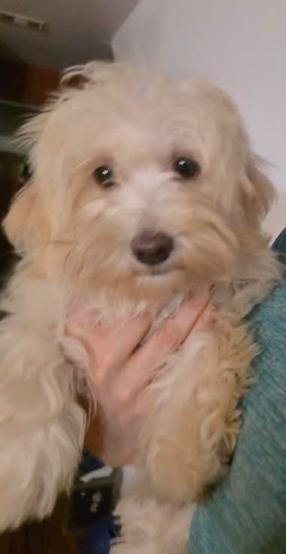 Enlarge Chanel, a Adoptable mixed breed in NYC, NY image 4/4