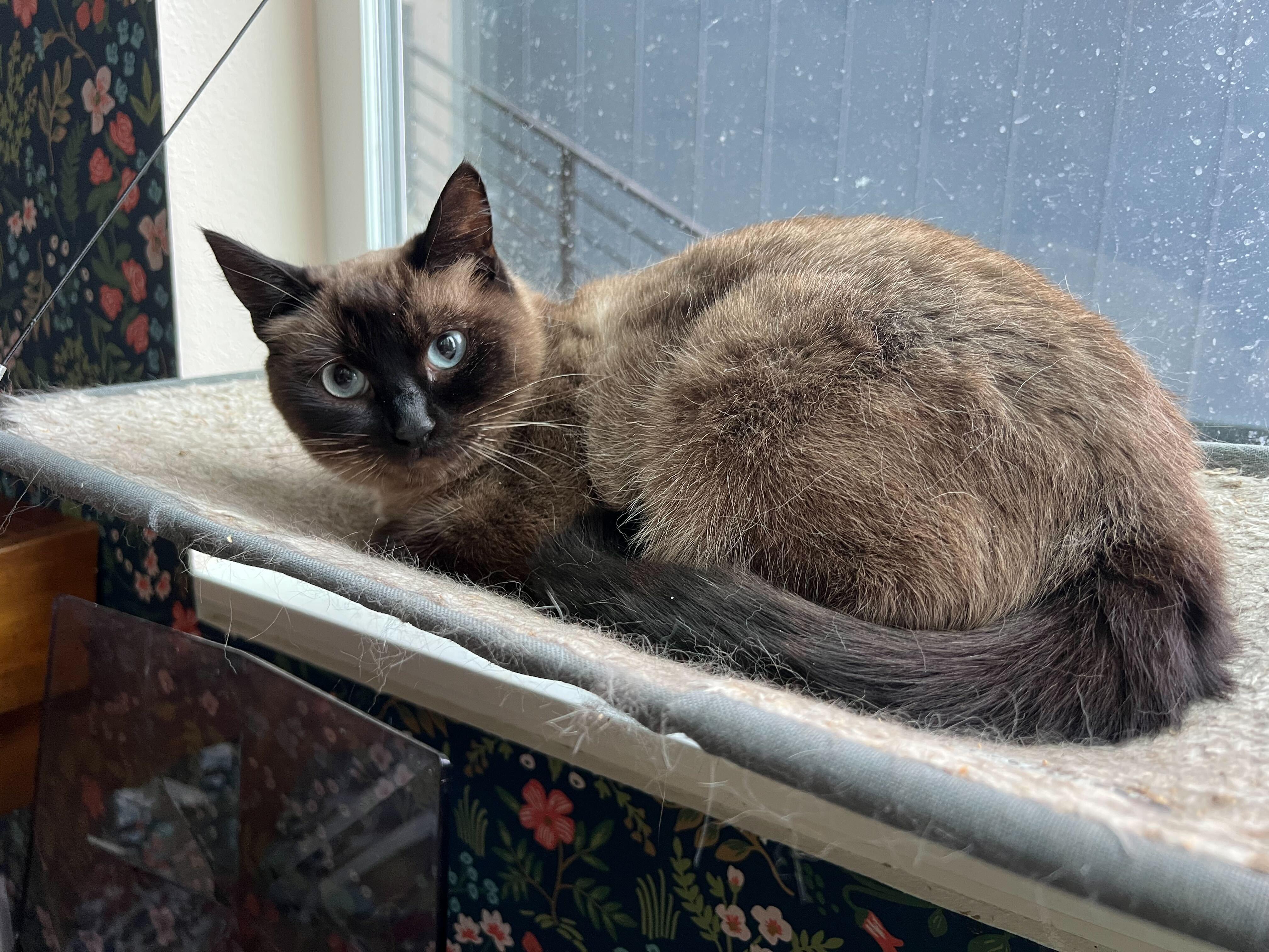Susu, Adult Female unknown