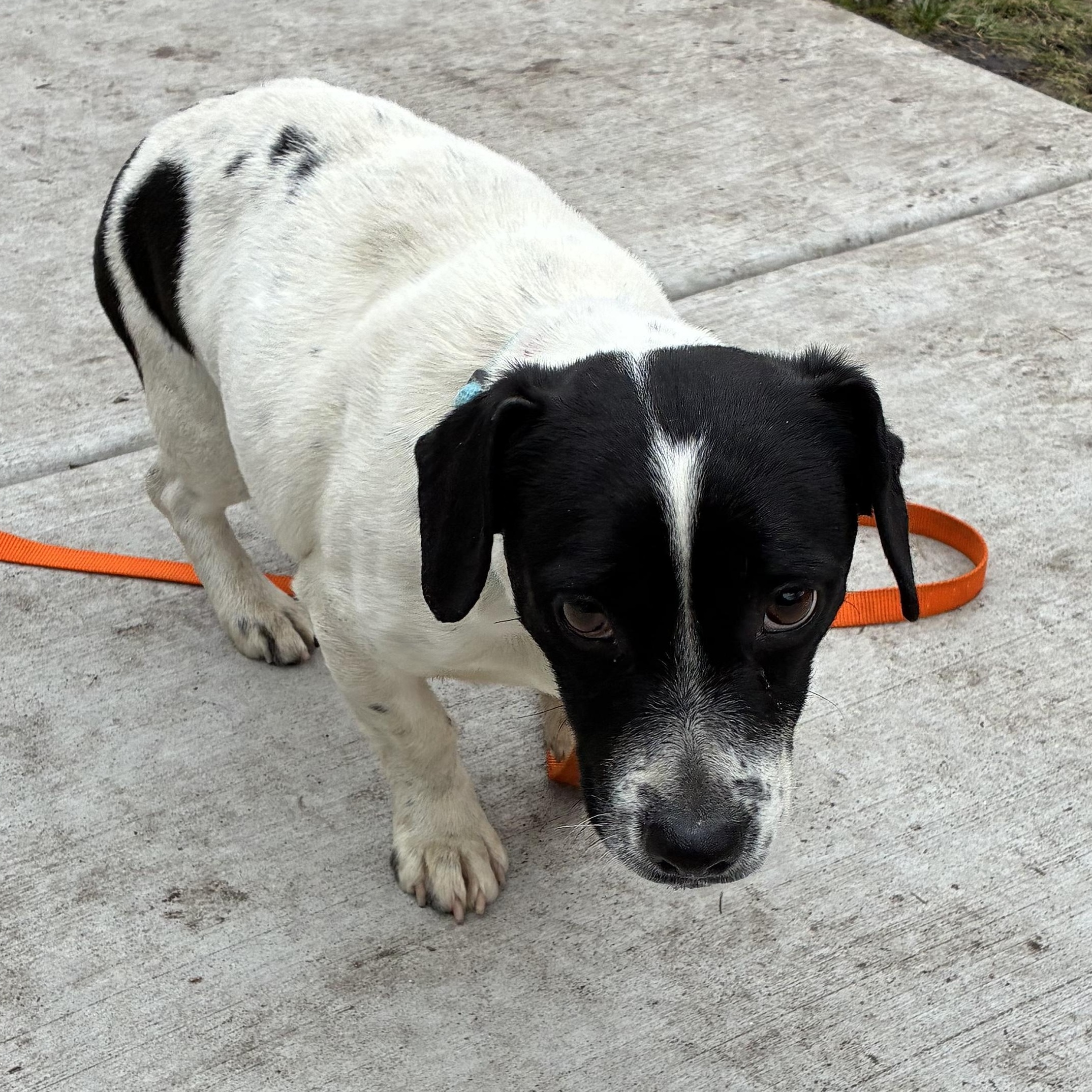 Enlarge Jelly Bean, a ADOPTABLE mixed breed in Bartlett, IL image 3/6