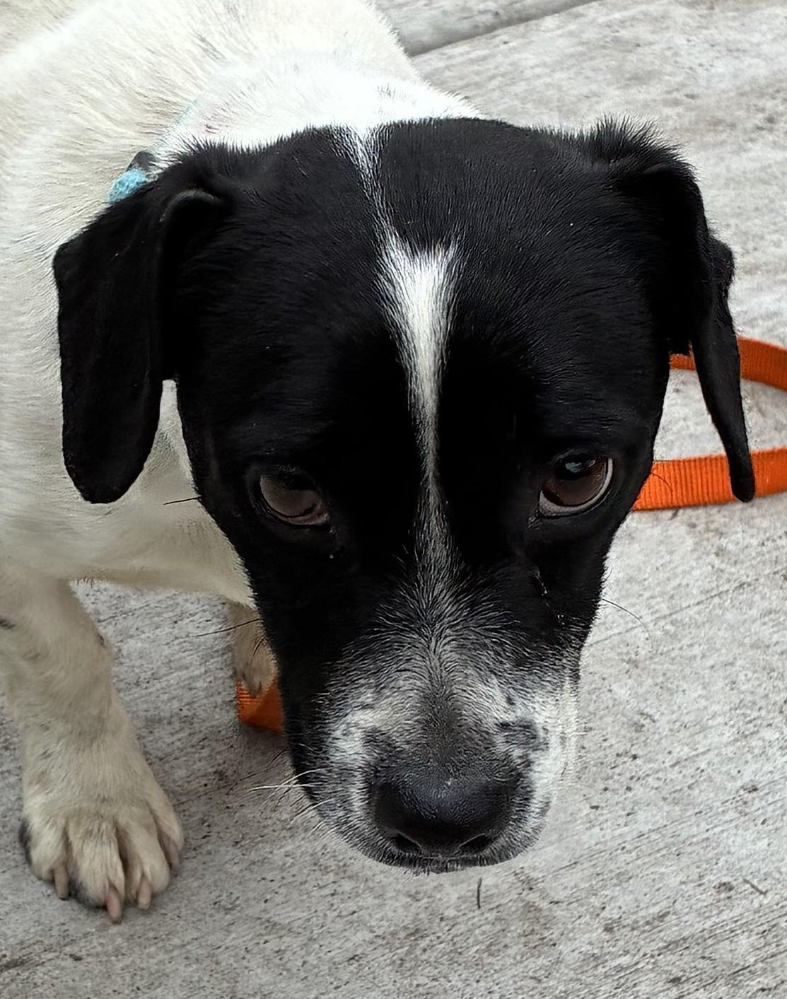 Jelly Bean, ADOPTABLE, Young Male Dachshund & Rat Terrier.