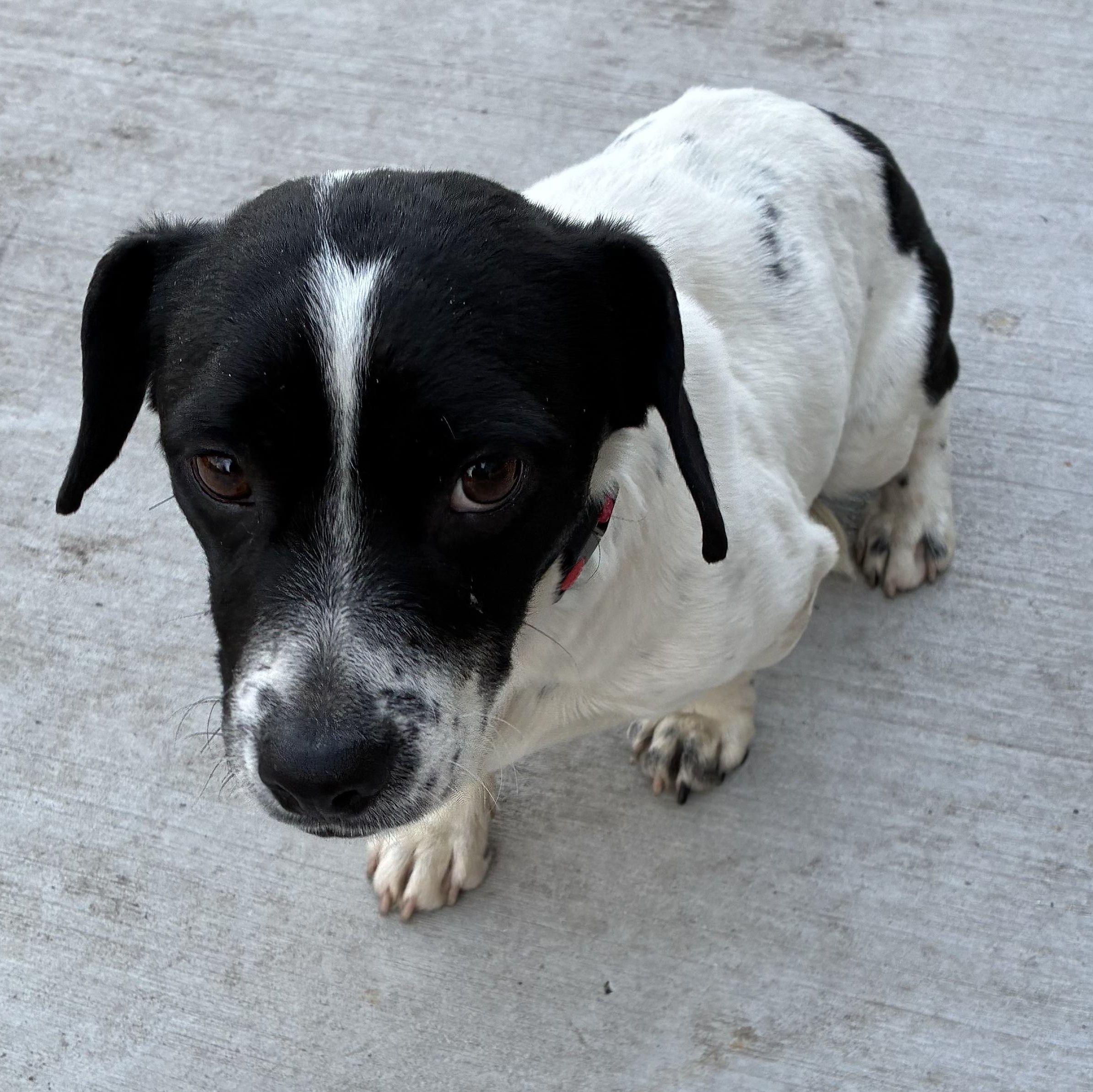 Enlarge Jelly Bean, a ADOPTABLE mixed breed in Bartlett, IL image 4/6
