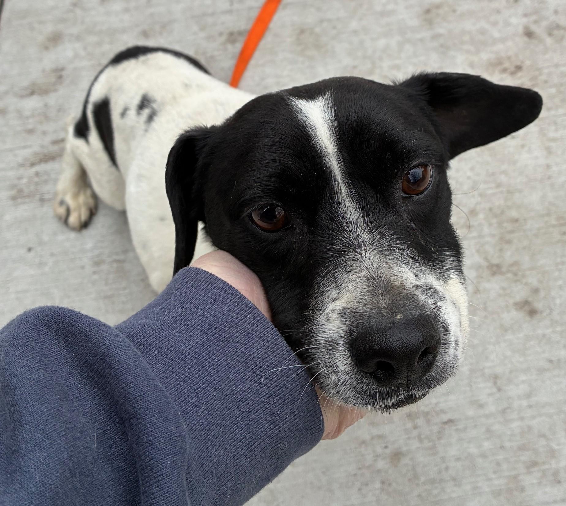 Enlarge Jelly Bean, a ADOPTABLE mixed breed in Bartlett, IL image 5/6