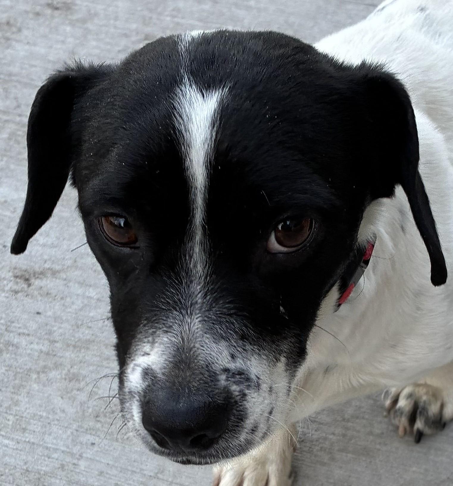 Enlarge Jelly Bean, a ADOPTABLE mixed breed in Bartlett, IL image 2/6