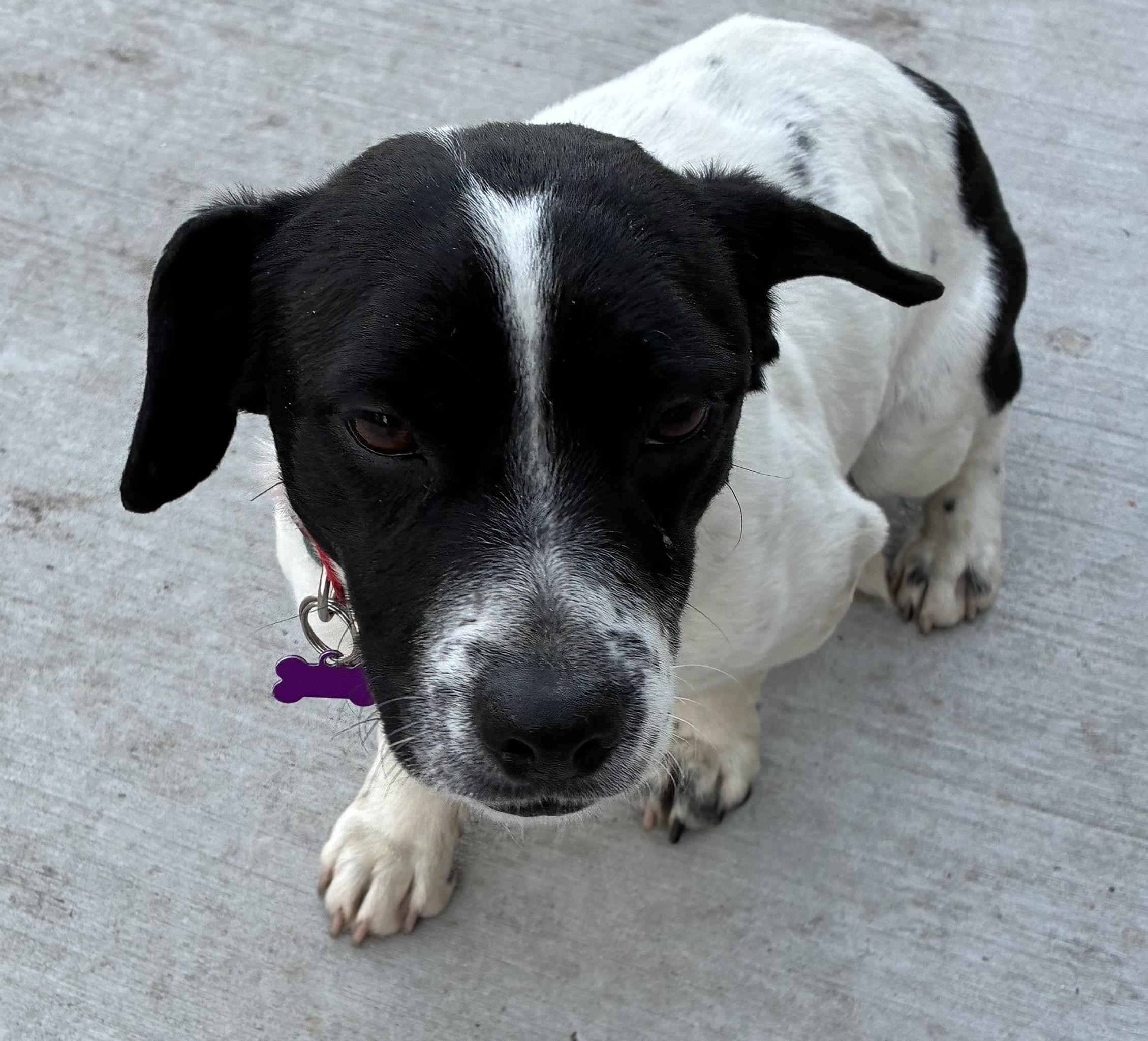 Enlarge Jelly Bean, a ADOPTABLE mixed breed in Bartlett, IL image 6/6
