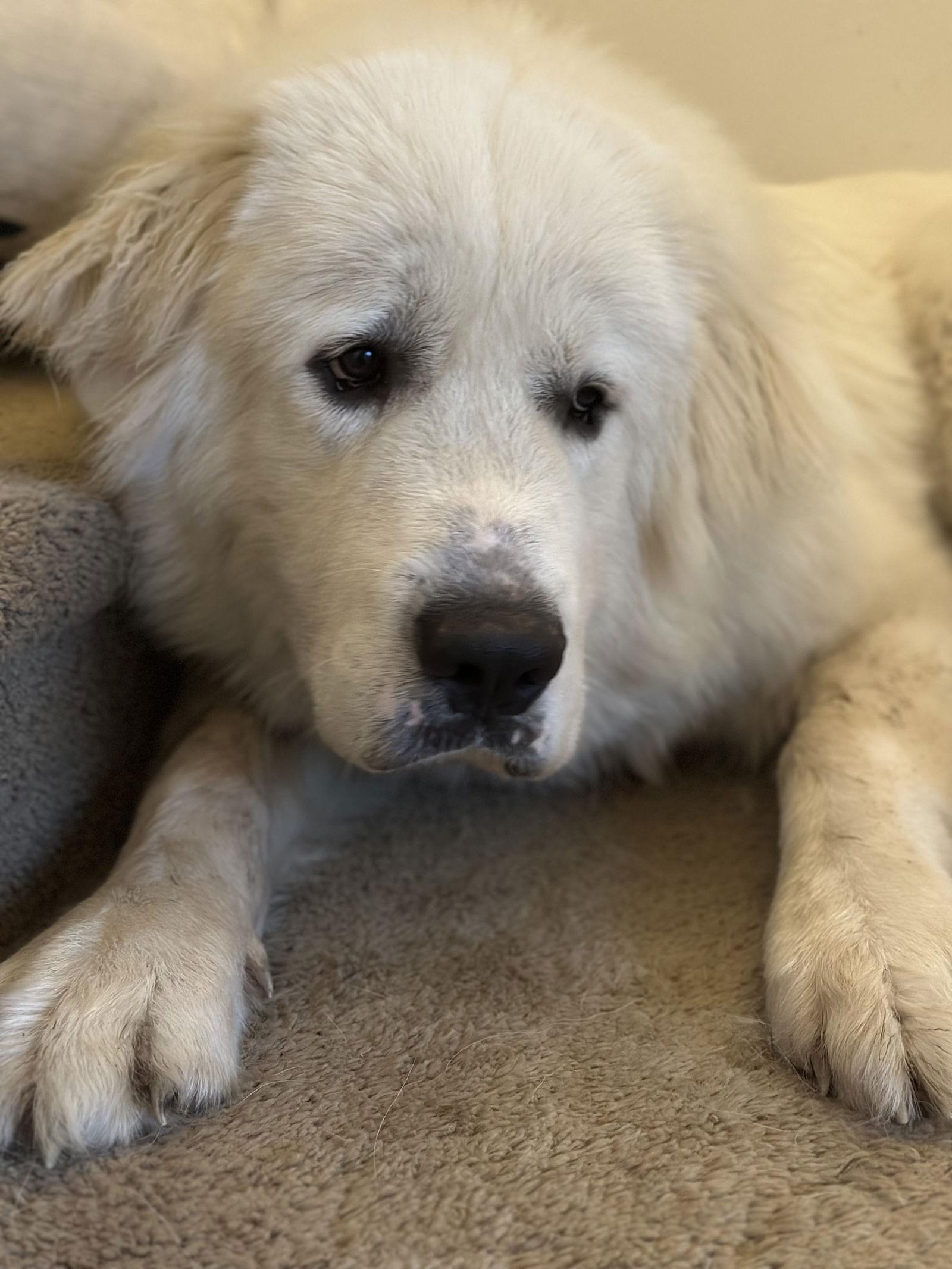 Hunter, Adopted, Young Male Great Pyrenees.