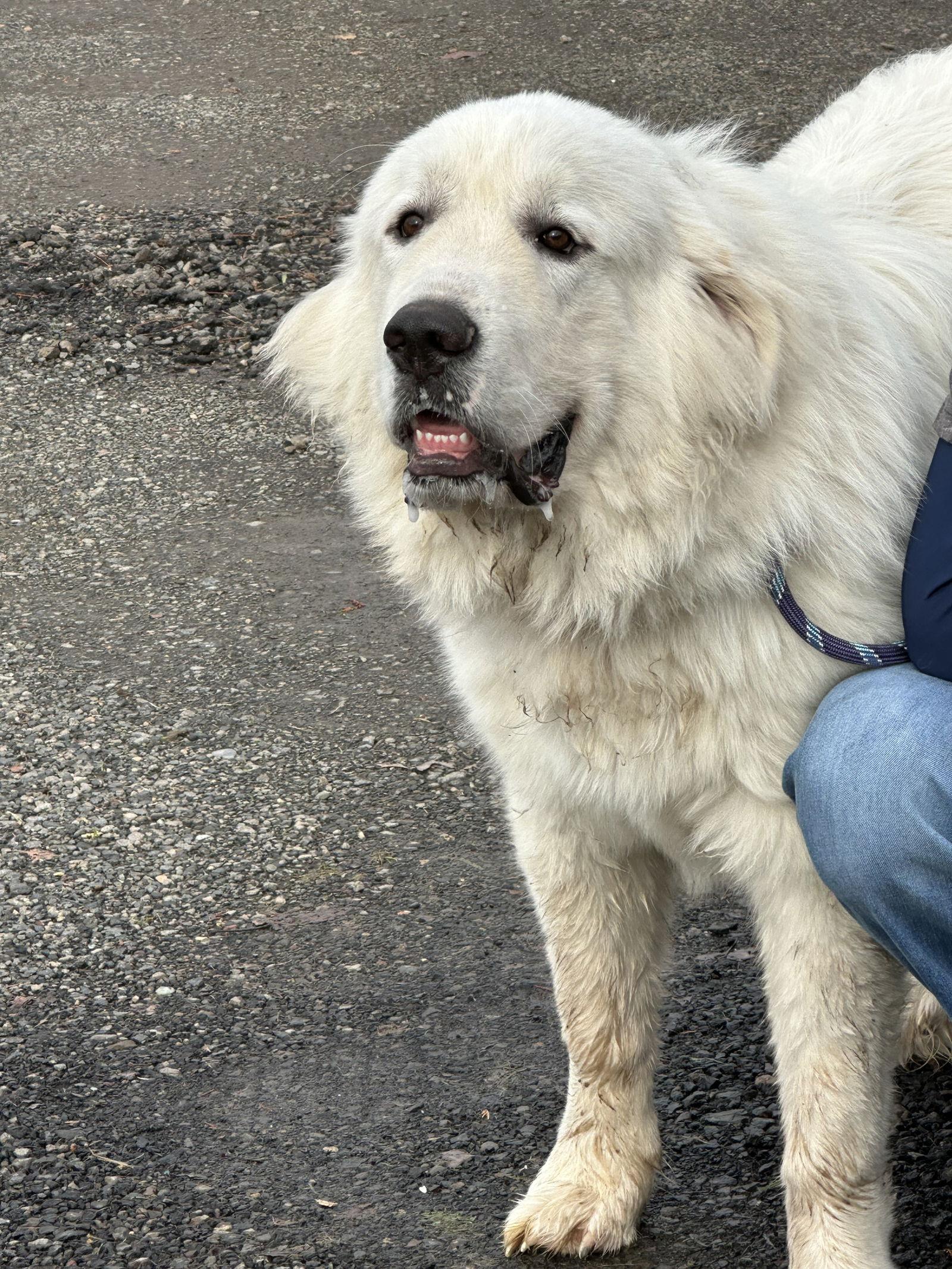 Enlarge Hunter, a Adopted Great Pyrenees in Bend, OR image 2/3