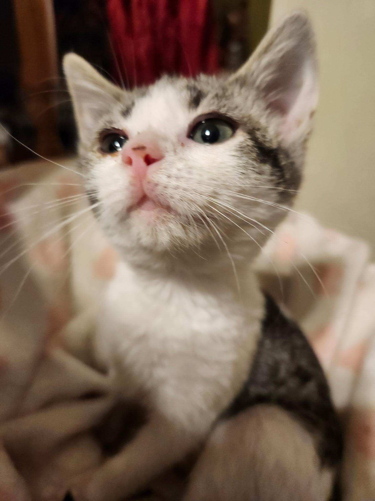 Jos
