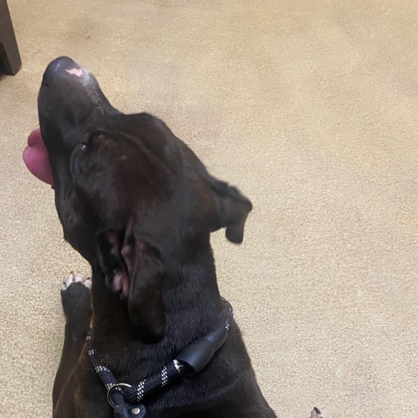 Enlarge Juno, a Adoptable mixed breed in Bartlett, TN image 1/6