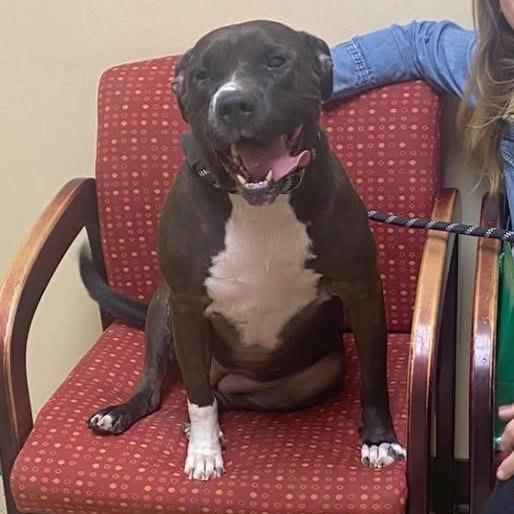 Enlarge Juno, a Adoptable mixed breed in Bartlett, TN image 3/6