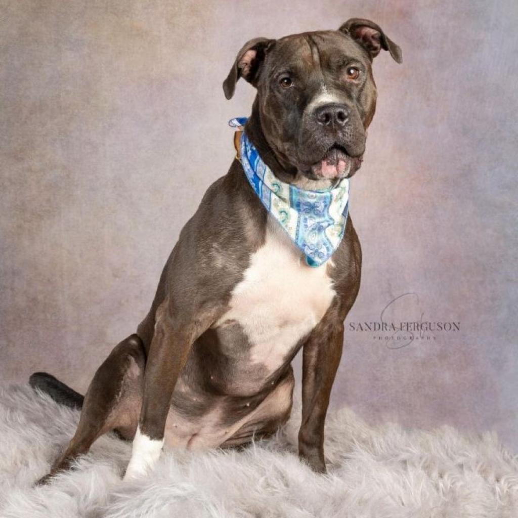 Enlarge Juno, a Adoptable mixed breed in Bartlett, TN image 5/6