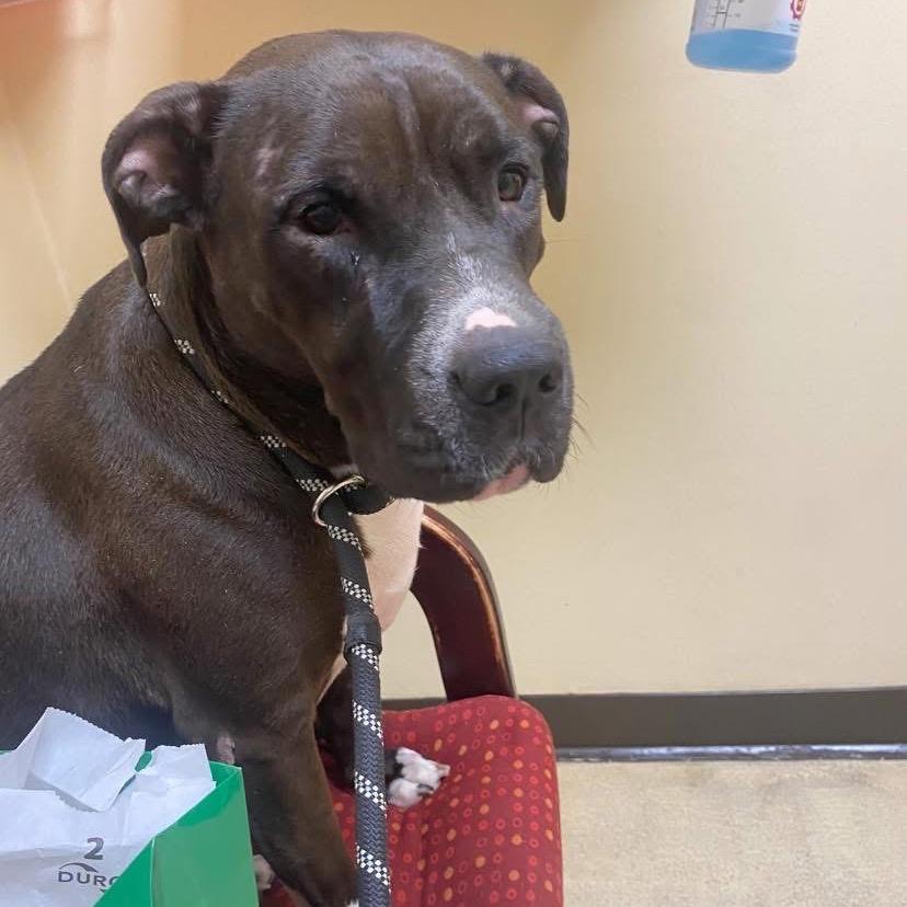 Enlarge Juno, a Adoptable mixed breed in Bartlett, TN image 6/6