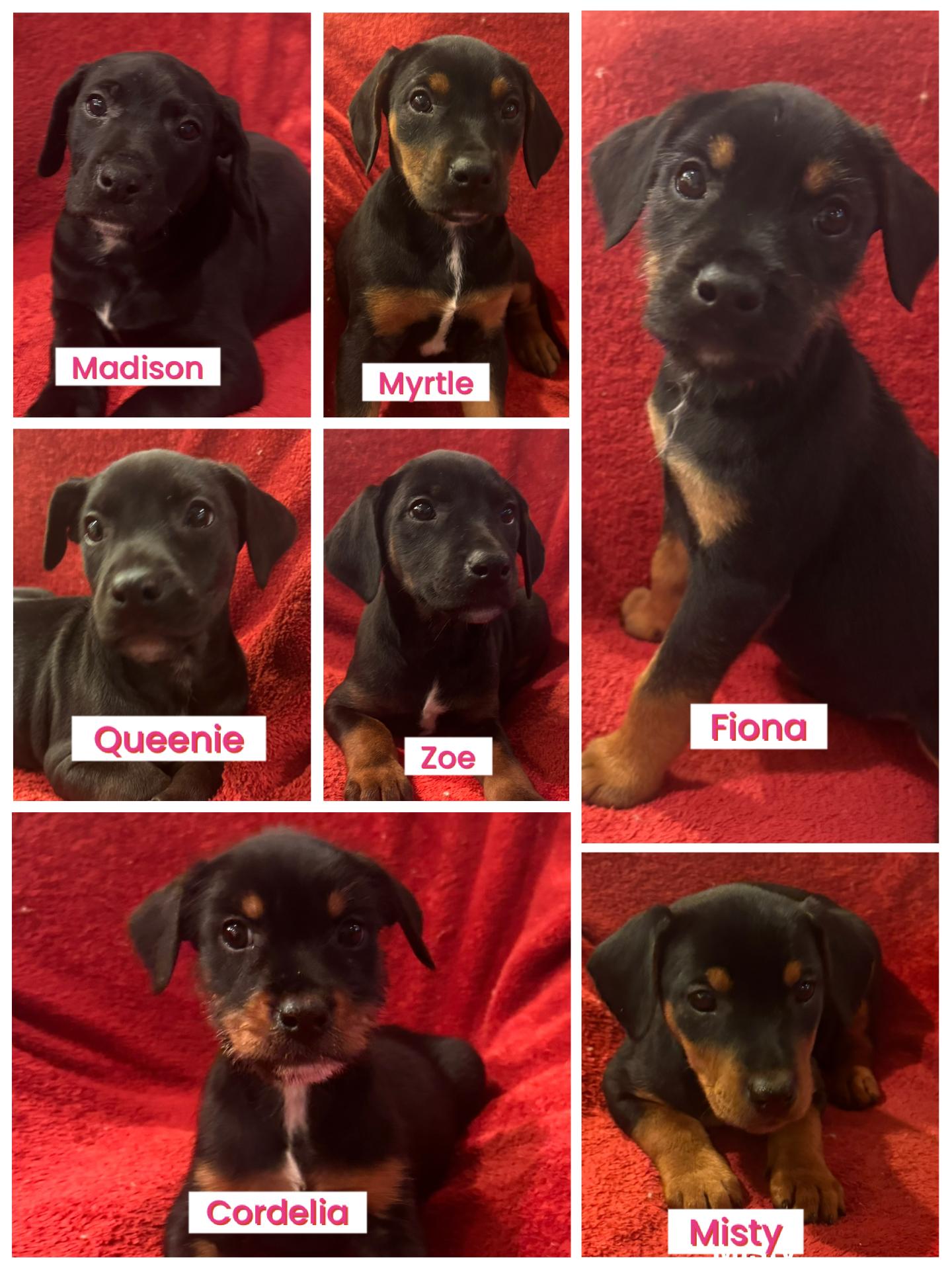 The Canine Coven, adopted, Puppy Female Doberman Pinscher & Miniature Schnauzer.